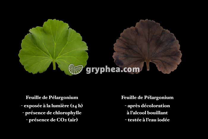 Photosynthèse - Expérience témoin - gryphea.org